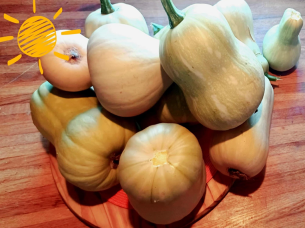 zapallos Cultivados en casa